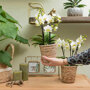 Witte orchidee, vrouwentong en succulent in bamboe dienblad